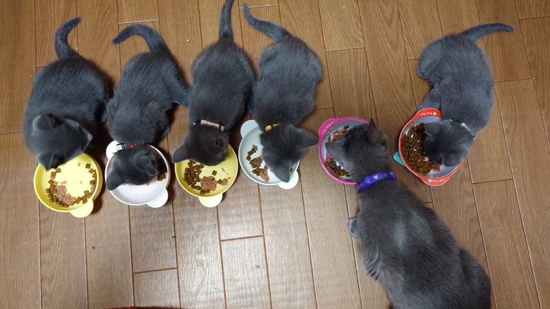ロシアンブルーの赤ちゃんのお食事風景